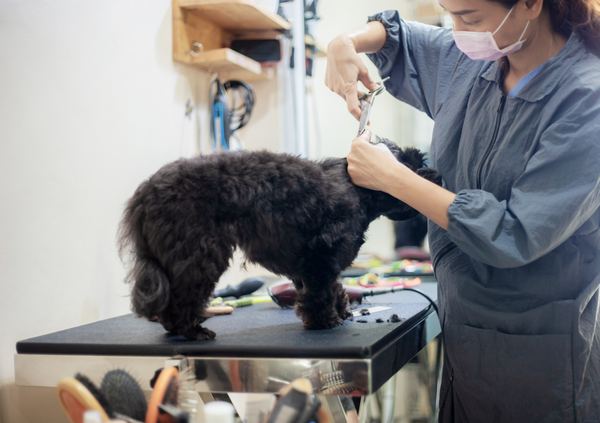 Pet Shop